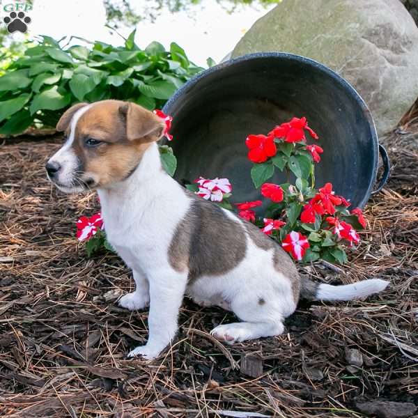 Lilac, Jack-A-Ranian Puppy